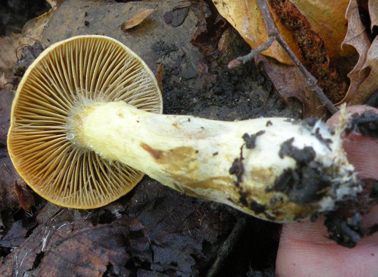 Due Cortinarius appenninici